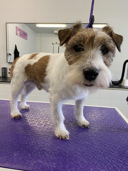 hondje4